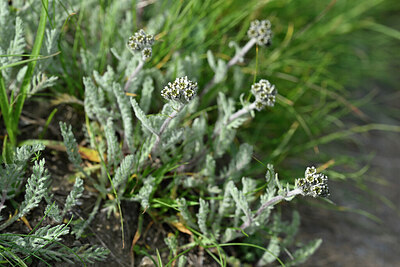 BUITEN BEELD Foto: 447262