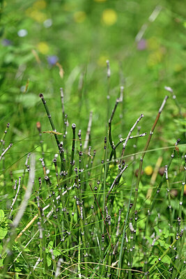 BUITEN BEELD Foto: 447269