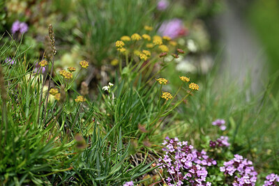 BUITEN BEELD Foto: 447270
