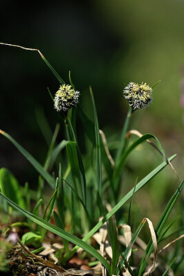 BUITEN BEELD Foto: 447272
