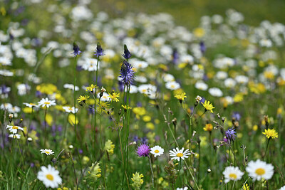 BUITEN BEELD Foto: 447274