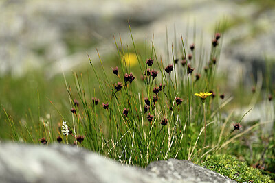 BUITEN BEELD Foto: 447277
