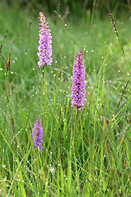BUITEN BEELD Foto: 447279