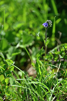 BUITEN BEELD Foto: 447280