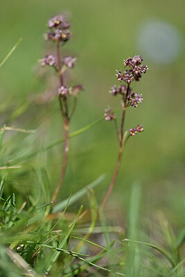 BUITEN BEELD Foto: 447281
