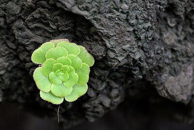 BUITEN BEELD Foto: 447286