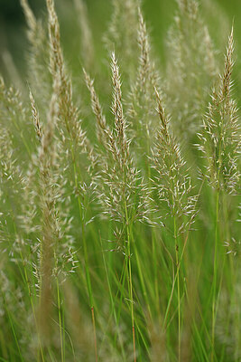 BUITEN BEELD Foto: 447288