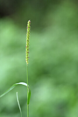 BUITEN BEELD Foto: 447293