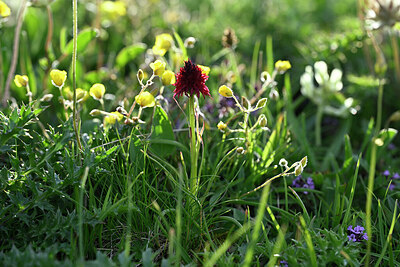 BUITEN BEELD Foto: 447299