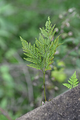 BUITEN BEELD Foto: 447302