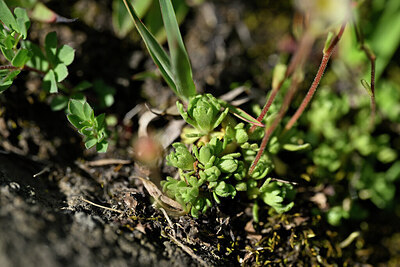 BUITEN BEELD Foto: 447304