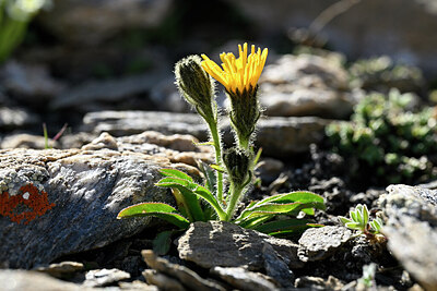 BUITEN BEELD Foto: 447306