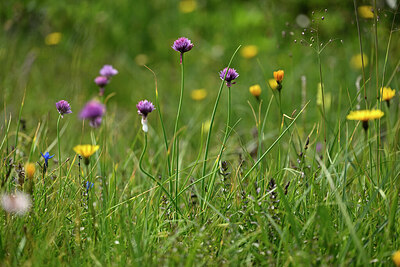 BUITEN BEELD Foto: 447308