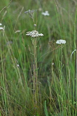 BUITEN BEELD Foto: 447310