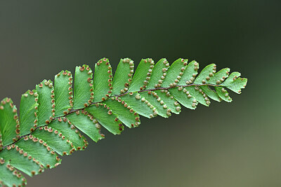 BUITEN BEELD Foto: 447316