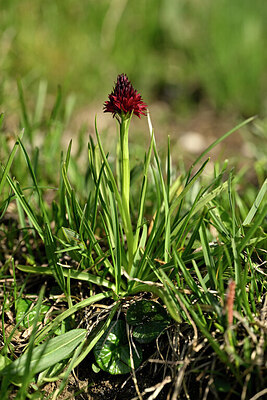 BUITEN BEELD Foto: 447323