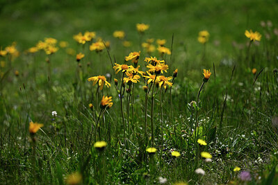 BUITEN BEELD Foto: 447325