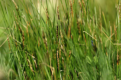 BUITEN BEELD Foto: 447329
