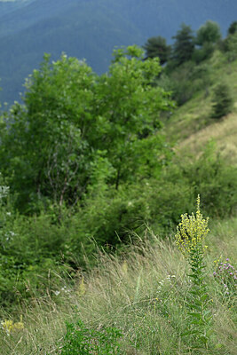 BUITEN BEELD Foto: 447332
