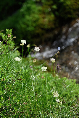 BUITEN BEELD Foto: 447334