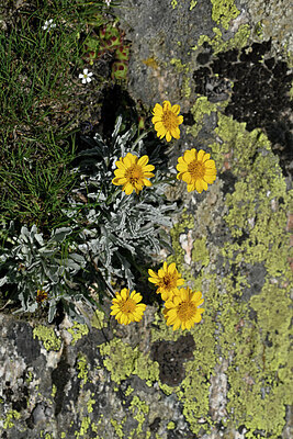 BUITEN BEELD Foto: 447338