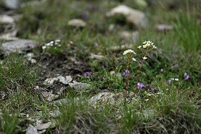 BUITEN BEELD Foto: 447344