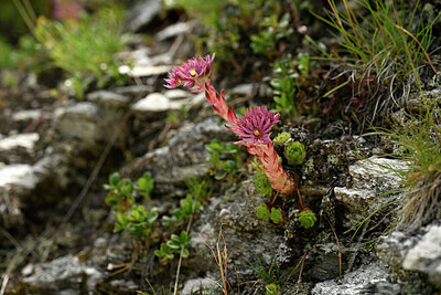 BUITEN BEELD Foto: 447350