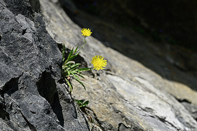 BUITEN BEELD Foto: 447352