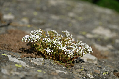 BUITEN BEELD Foto: 447355