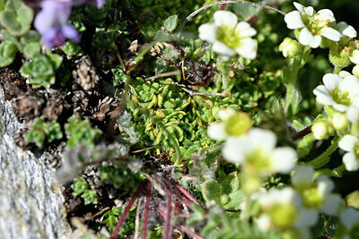 BUITEN BEELD Foto: 447357
