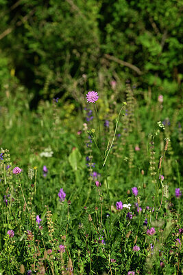 BUITEN BEELD Foto: 447358