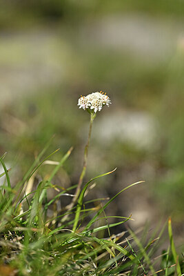 BUITEN BEELD Foto: 447359