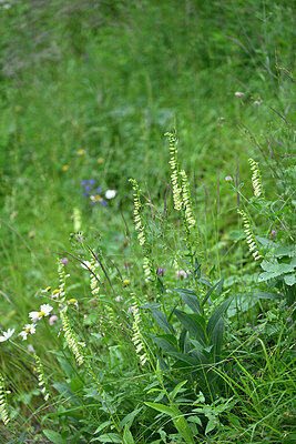 BUITEN BEELD Foto: 447362