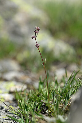 BUITEN BEELD Foto: 447363
