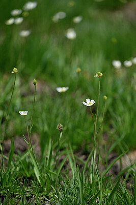 BUITEN BEELD Foto: 447370