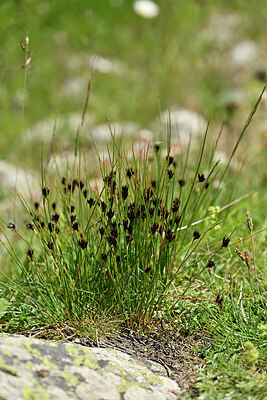 BUITEN BEELD Foto: 447375