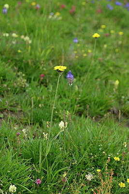 BUITEN BEELD Foto: 447379