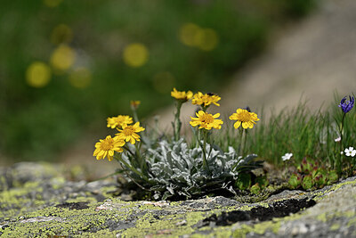BUITEN BEELD Foto: 447381