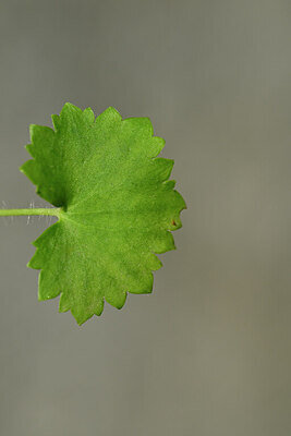 BUITEN BEELD Foto: 447384