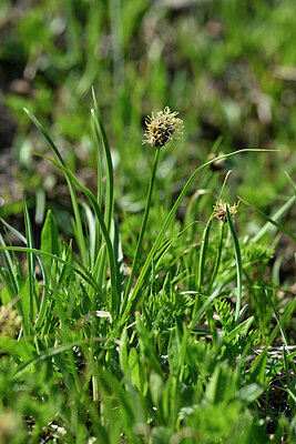 BUITEN BEELD Foto: 447386