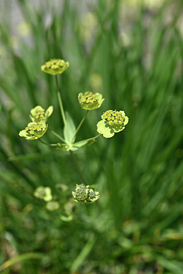 BUITEN BEELD Foto: 447387
