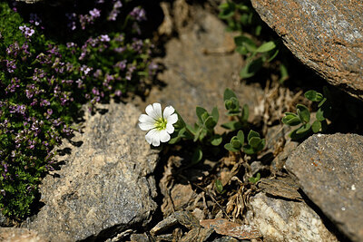 BUITEN BEELD Foto: 447390