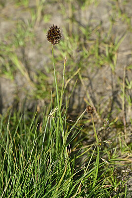 BUITEN BEELD Foto: 447392