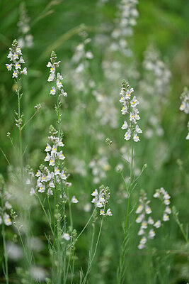 BUITEN BEELD Foto: 447415