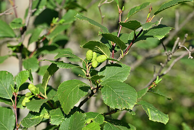BUITEN BEELD Foto: 447419