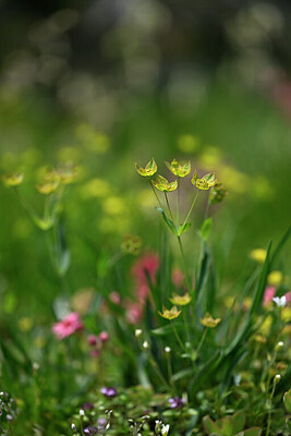 BUITEN BEELD Foto: 447421