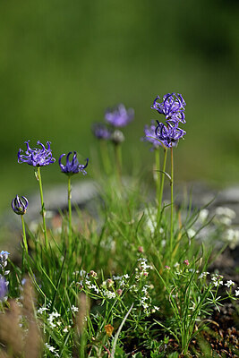 BUITEN BEELD Foto: 447423