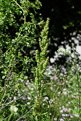 BUITEN BEELD Foto: 447426