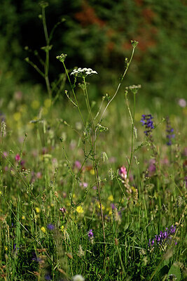 BUITEN BEELD Foto: 447429