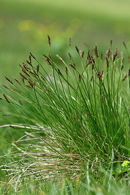 BUITEN BEELD Foto: 447437